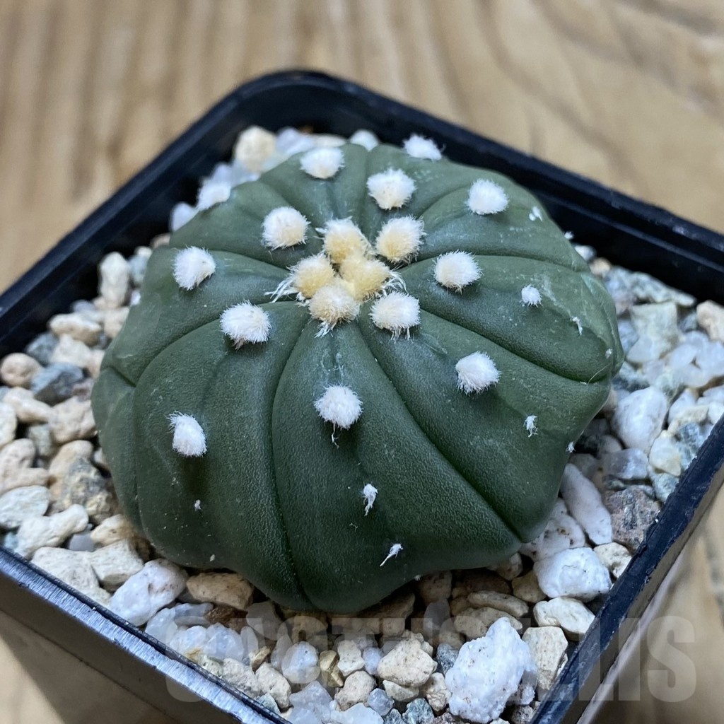 SH20483 Astrophytum asterias f. multicostatum - Image 2