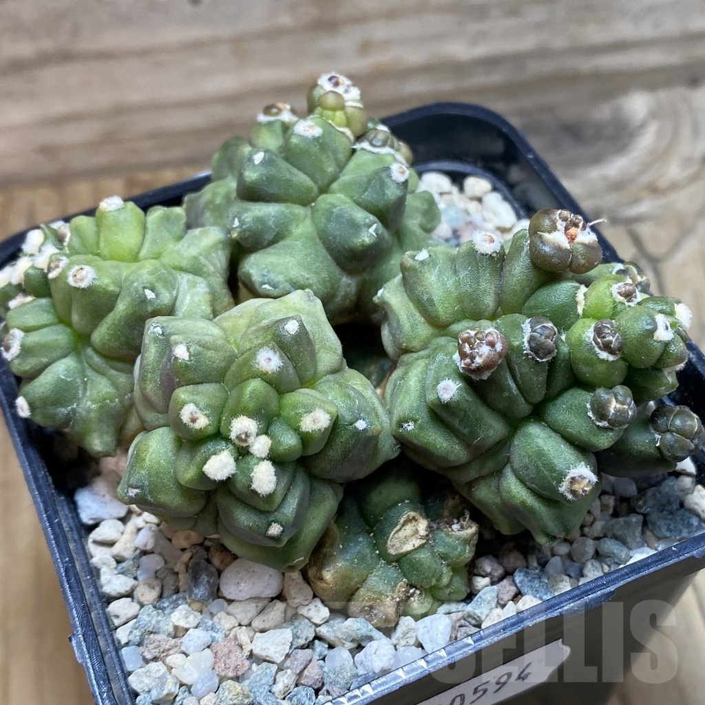 SH20594 Gymnocalycium mihanovichii ‘Transformer’