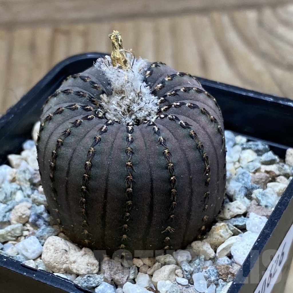 SH20626 Frailea asterioides - Image 2