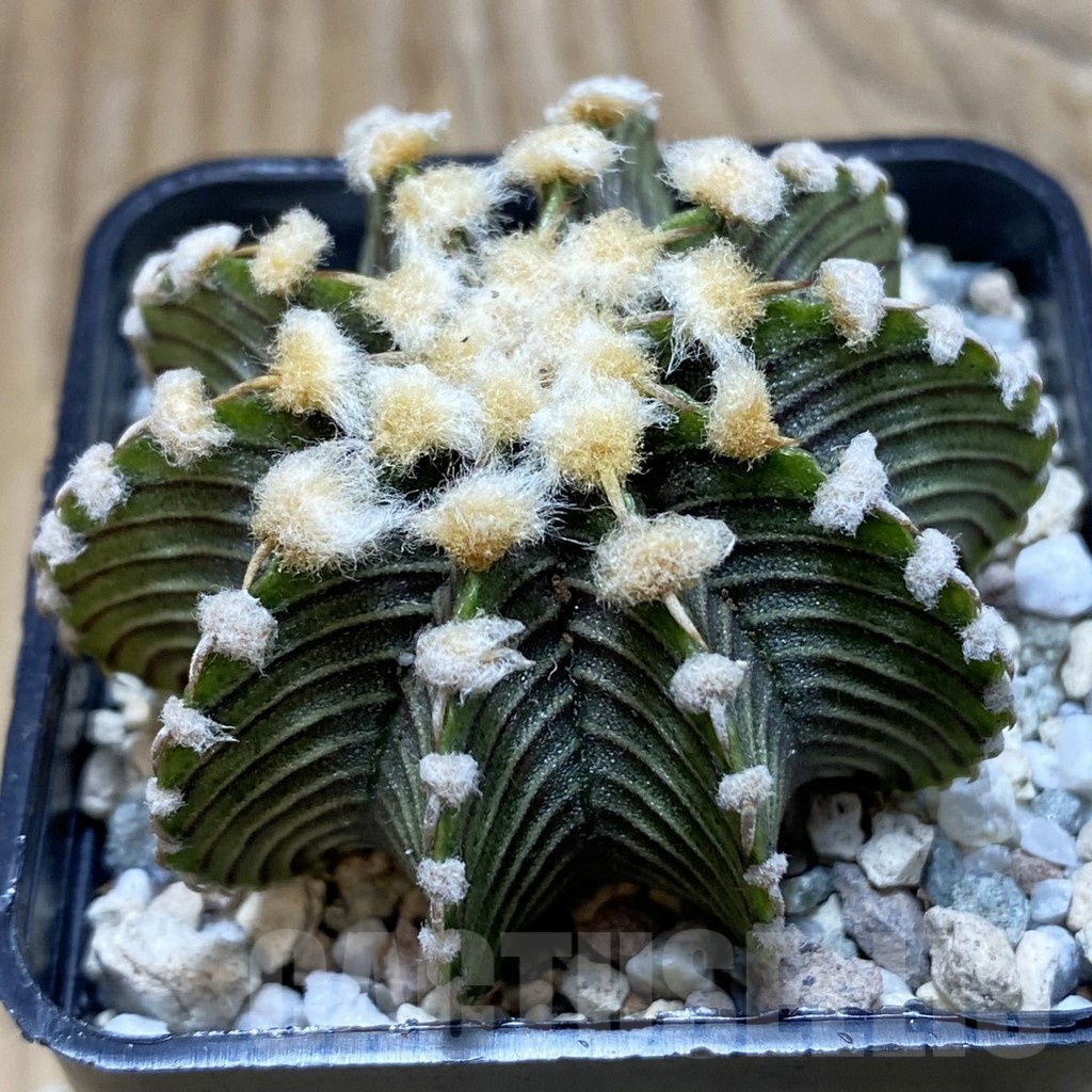 SH20627 Gymnocalycium friedrichii LB2178