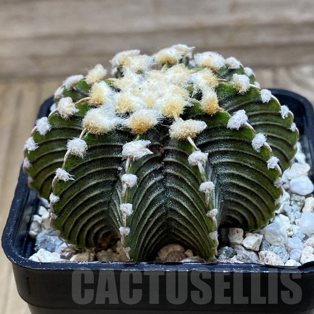 SH20627 Gymnocalycium friedrichii LB2178 - Image 2