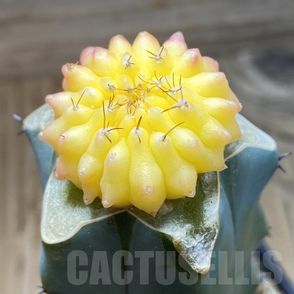 SH20630 Gymnocalycium mihanovichii ‘inermis’ f. variegata, grafted