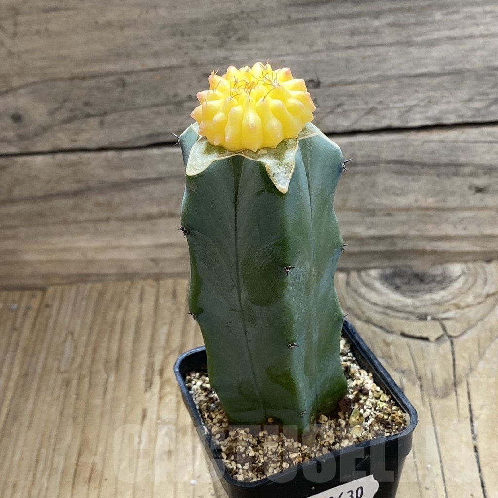 SH20630 Gymnocalycium mihanovichii ‘inermis’ f. variegata, grafted - Image 2