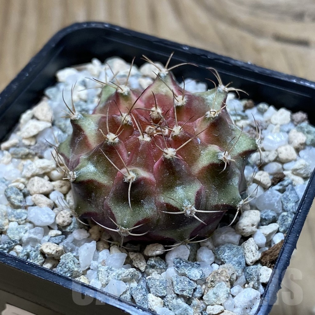 SH20646 Gymnocalycium mihanovichii ‘Neon’ - Image 2
