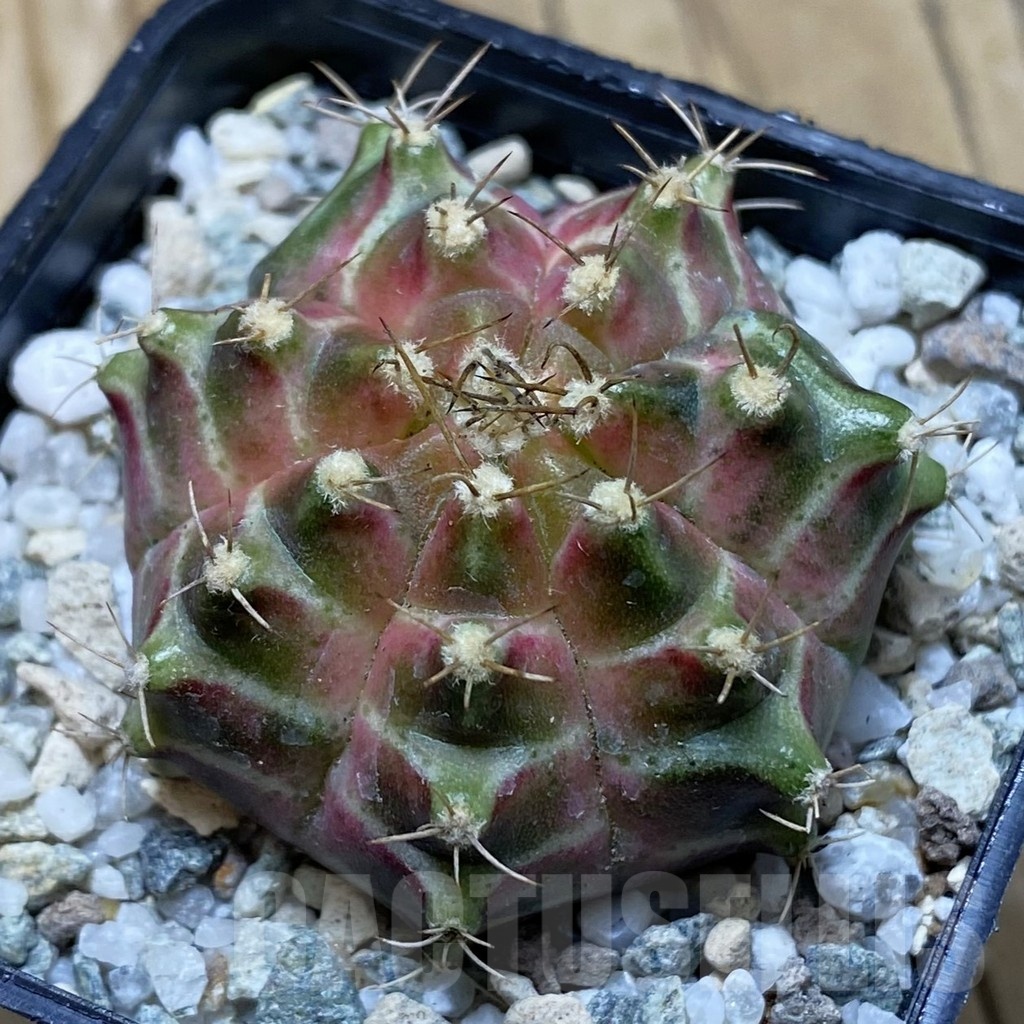 SH20647 Gymnocalycium mihanovichii ‘Neon’