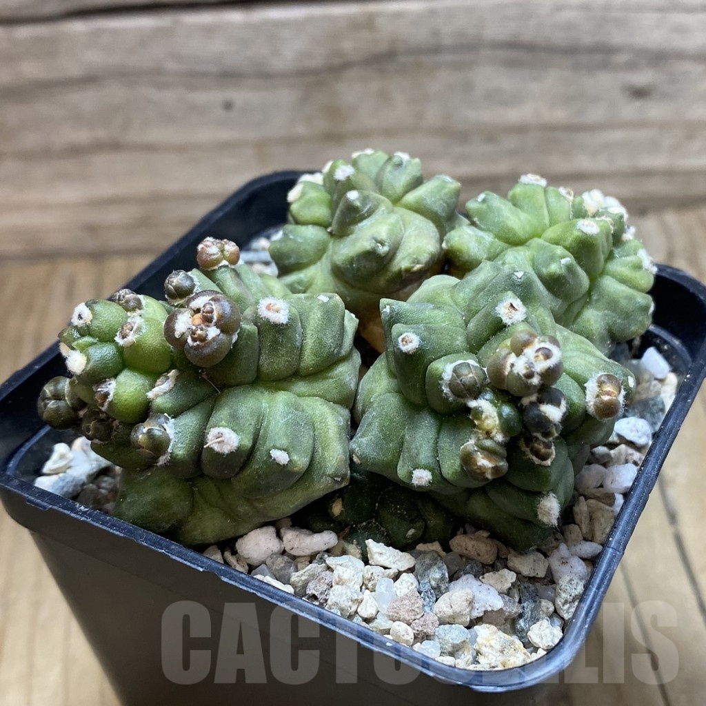 SH20594 Gymnocalycium mihanovichii ‘Transformer’ - Image 2