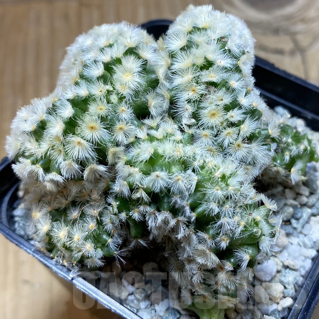 SH20601 Mammillaria carmenae f. cristata - Image 2
