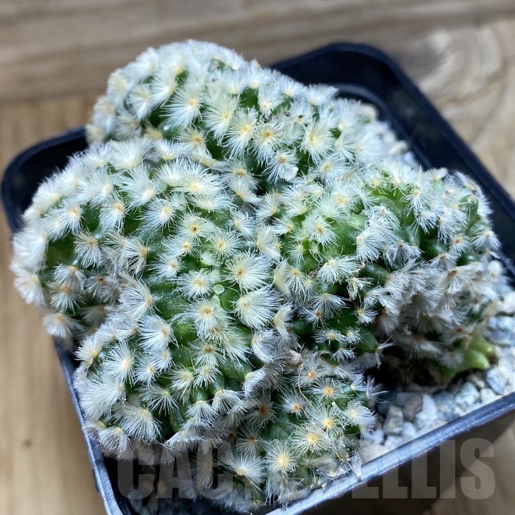 SH20601 Mammillaria carmenae f. cristata