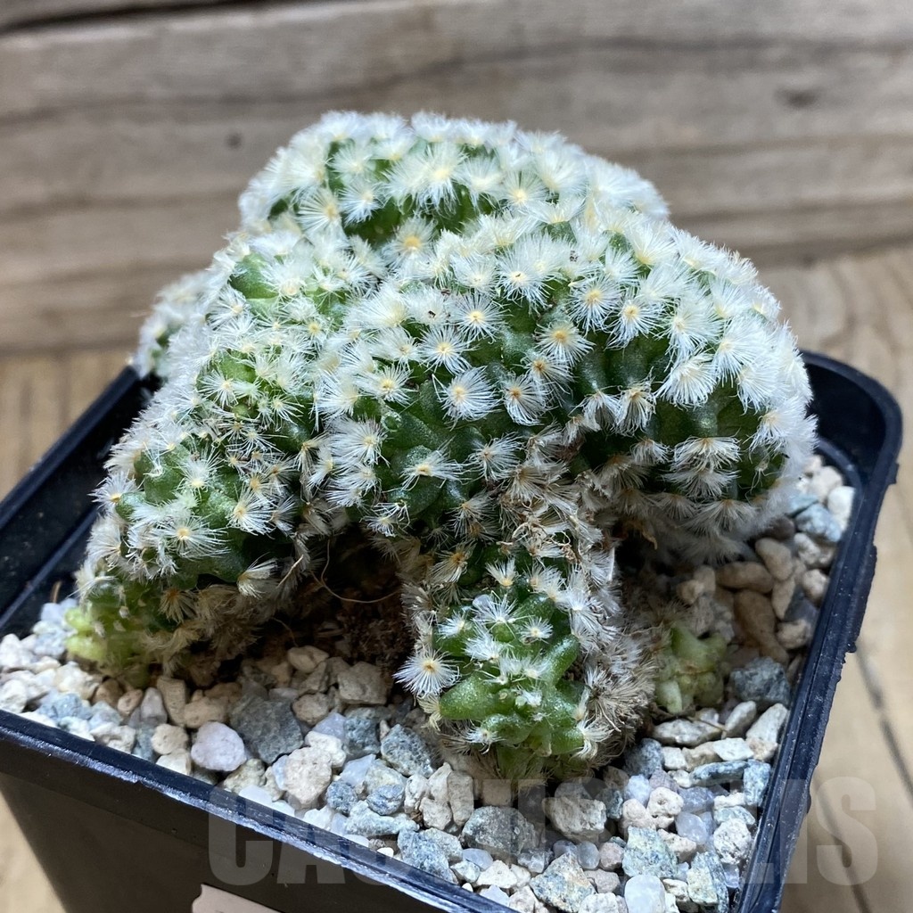 SH20601 Mammillaria carmenae f. cristata - Image 3