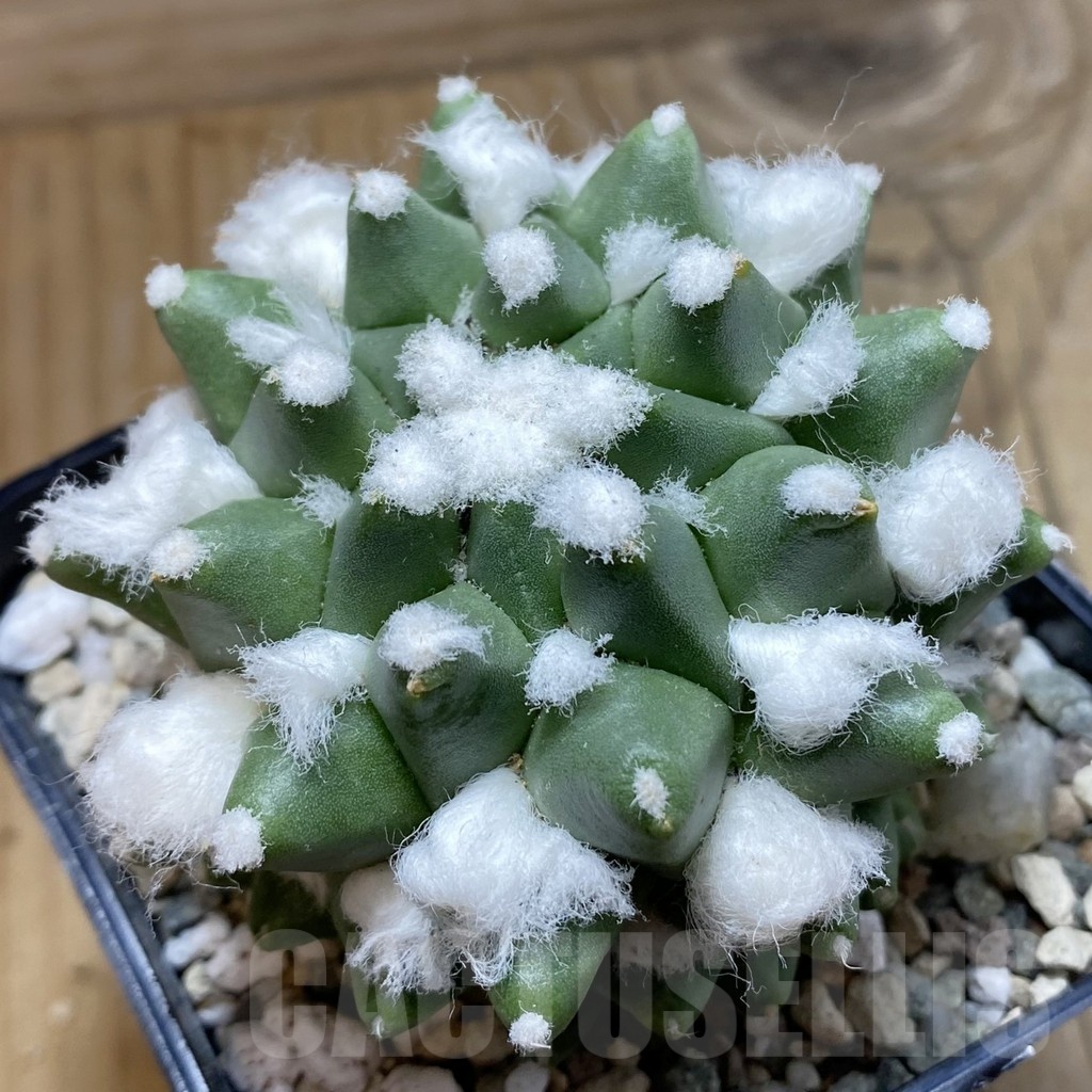 SH20604 Mammillaria bucareliensis ‘Erusamu’