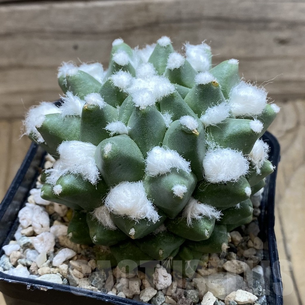 SH20604 Mammillaria bucareliensis ‘Erusamu’ - Image 2