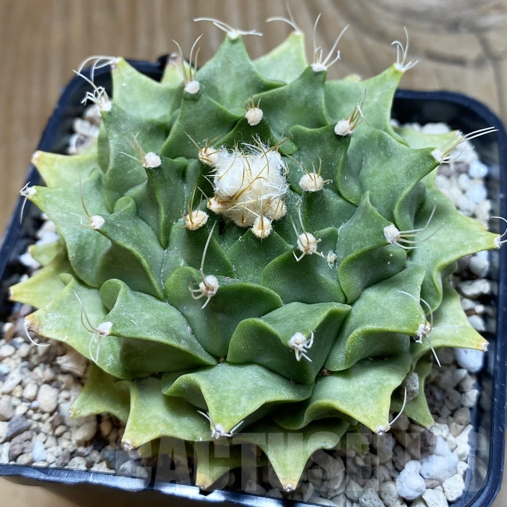 SH20611 Obregonia denegrii, 7 years old