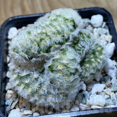 SH20620 Mammillaria carmenae f. cristata