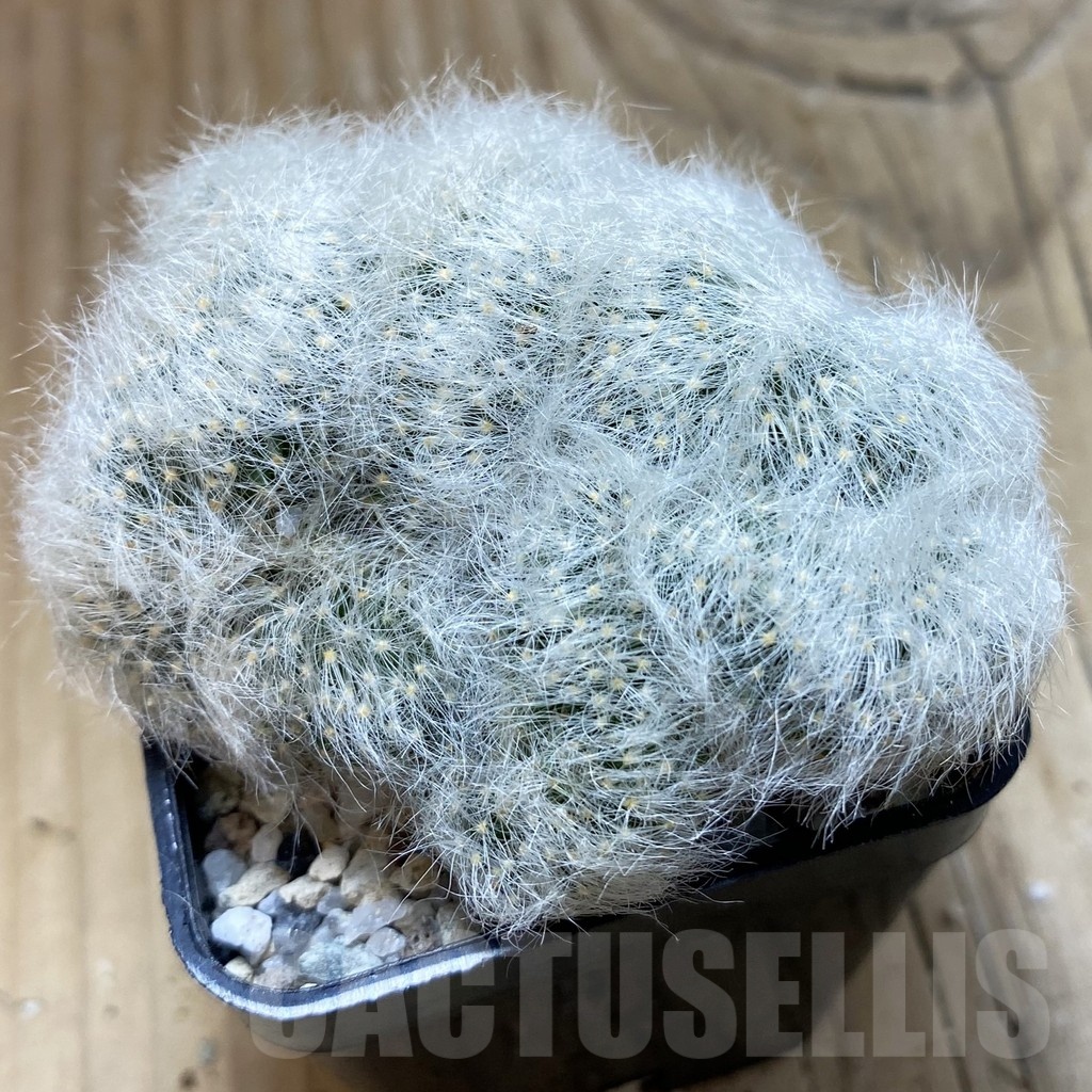 SH20621 Mammillaria baumii f. cristata