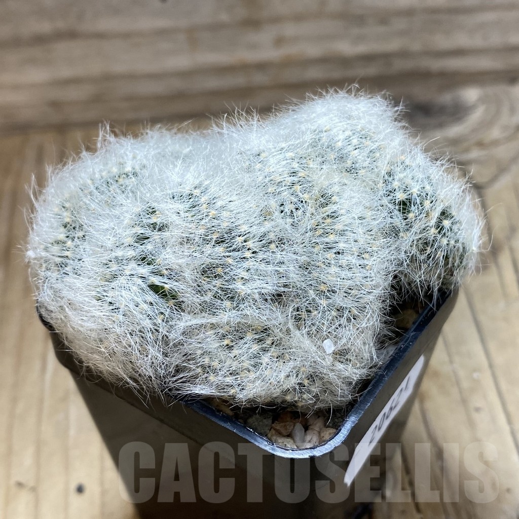 SH20621 Mammillaria baumii f. cristata - Image 2