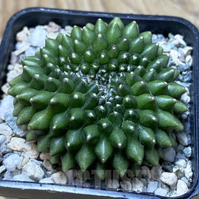 SH20835 Gymnocalycium mihanovichii ‘inermis’ f. cristata