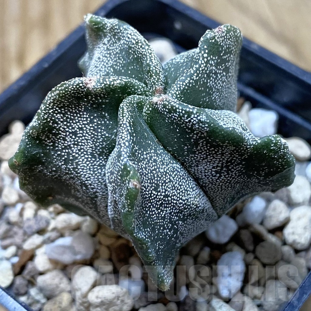 SH20839 Astrophytum myriostigma ‘Kikko’