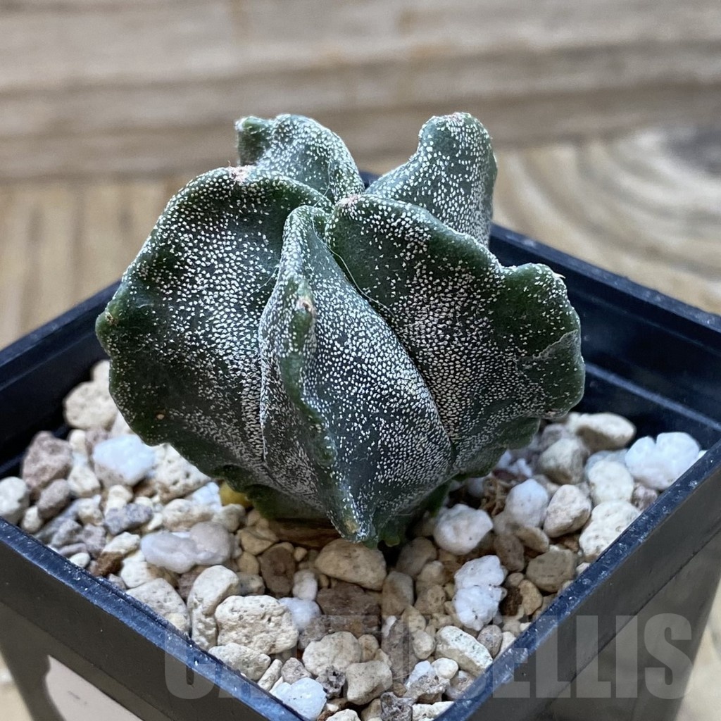 SH20839 Astrophytum myriostigma ‘Kikko’ - Image 2