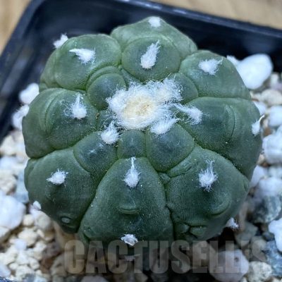 SH20840 Astrophytum asterias ‘Kikko Lizard Skin’