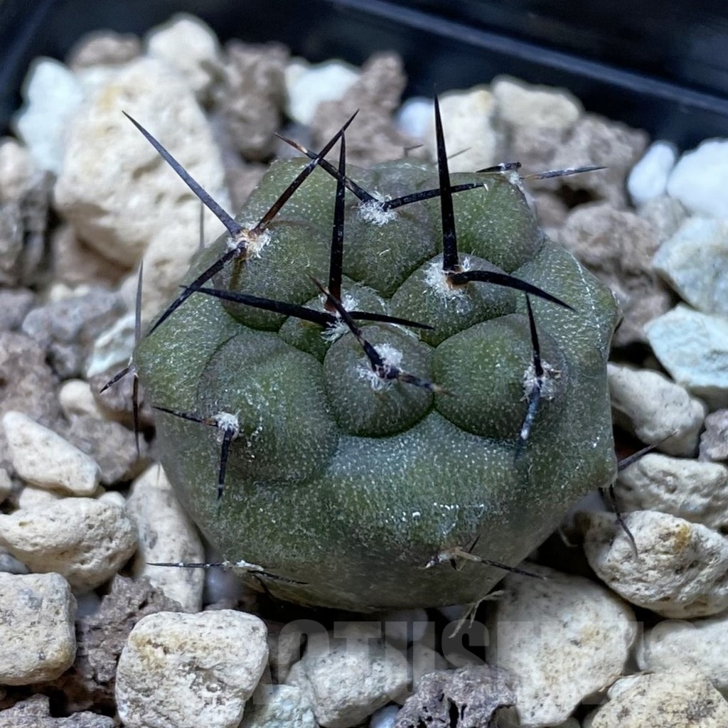 SH20800 Copiapoa cinerea v. albispina PHA 3068
