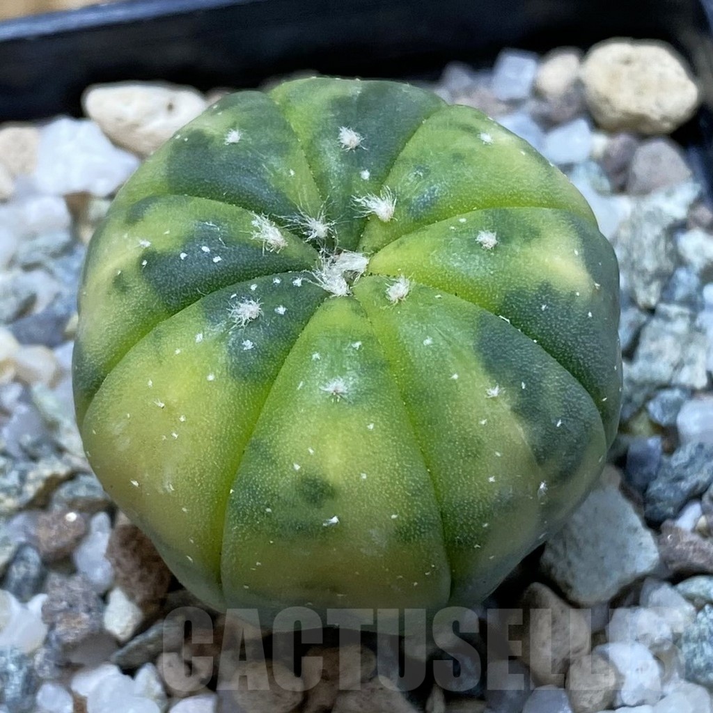 SH20842 Astrophytum asterias f. variegata