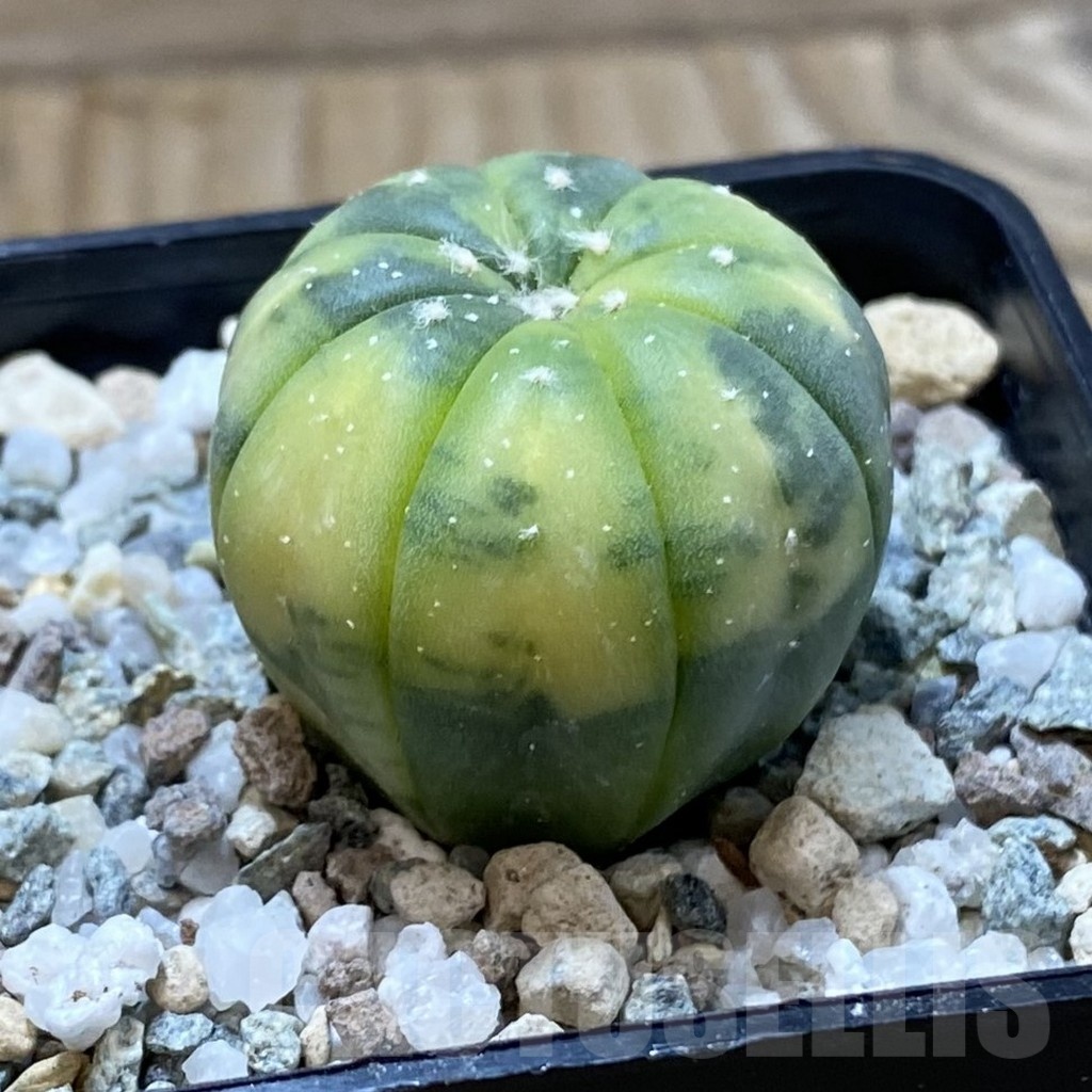 SH20842 Astrophytum asterias f. variegata - Image 2