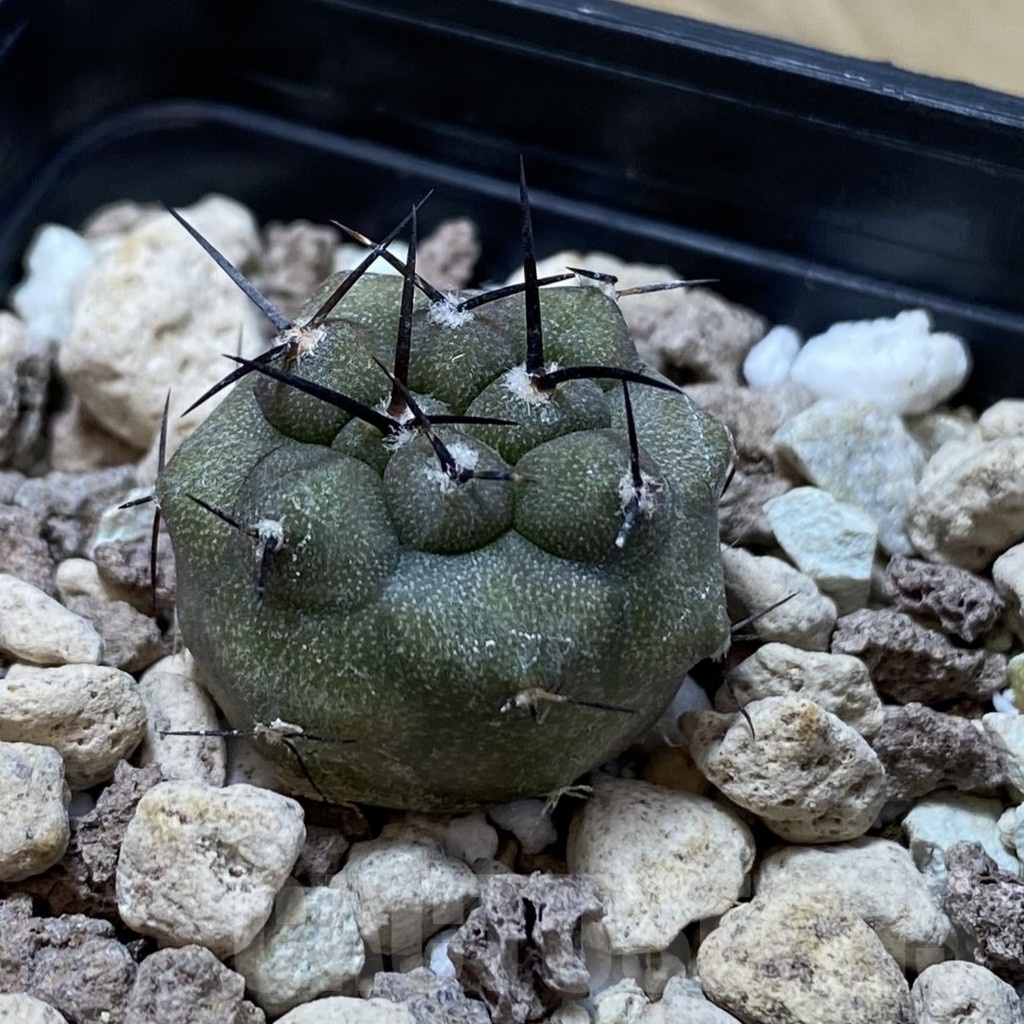 SH20800 Copiapoa cinerea v. albispina PHA 3068 - Image 2