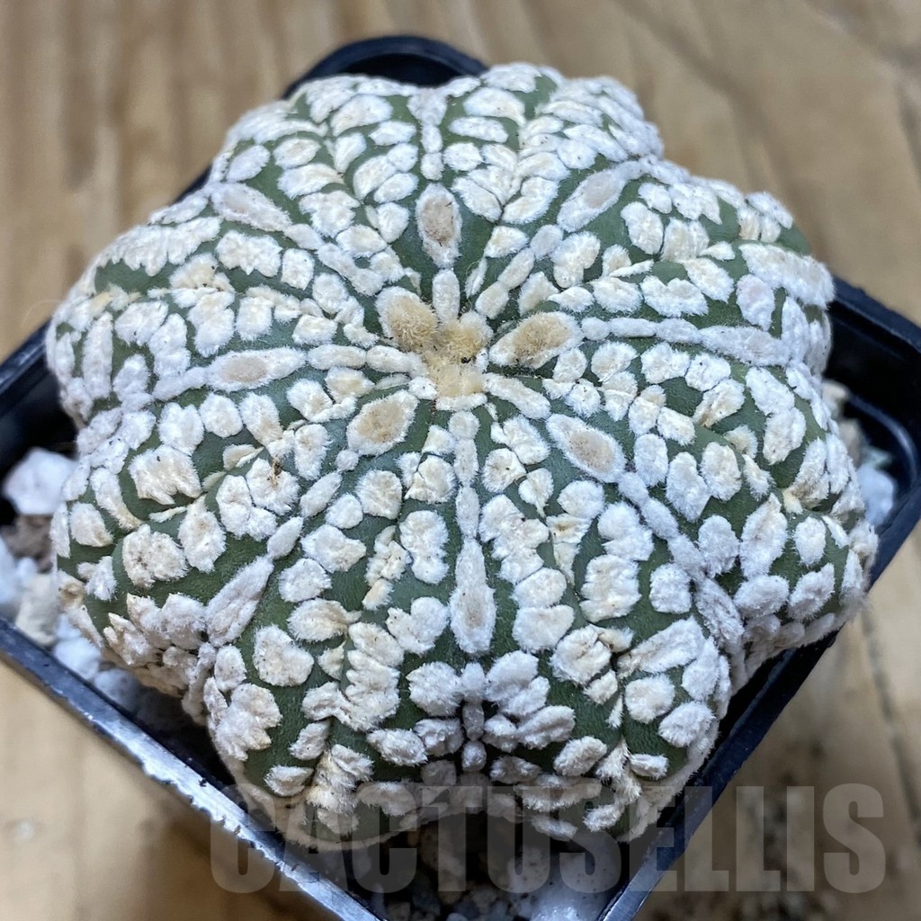 SH20850 Astrophytum asterias ‘Star Shape’
