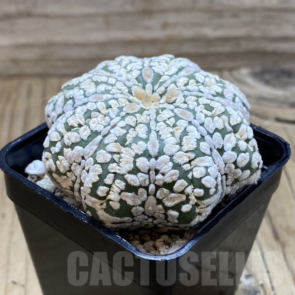 SH20850 Astrophytum asterias ‘Star Shape’ - Image 2