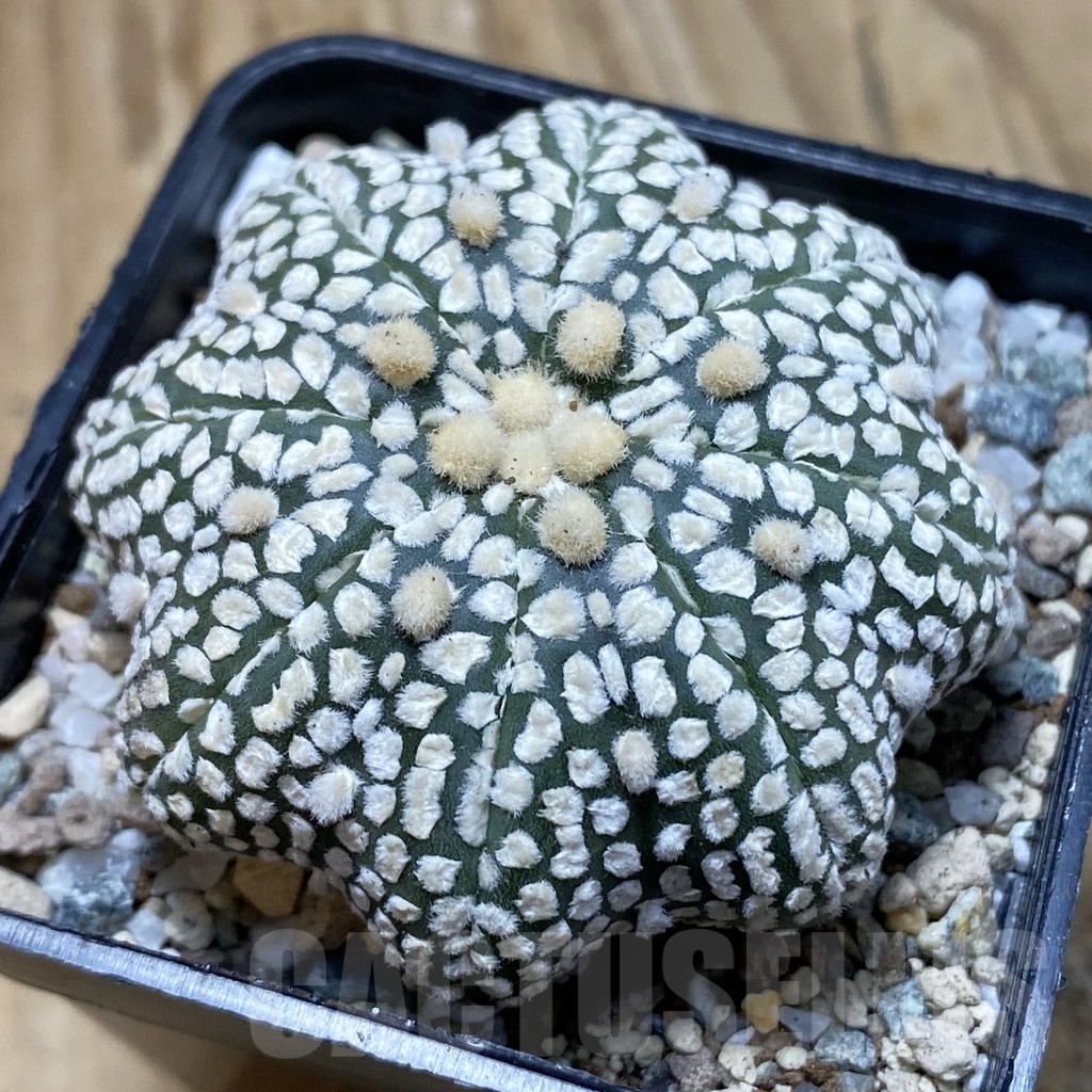 SH20851 Astrophytum asterias ‘Star Shape’