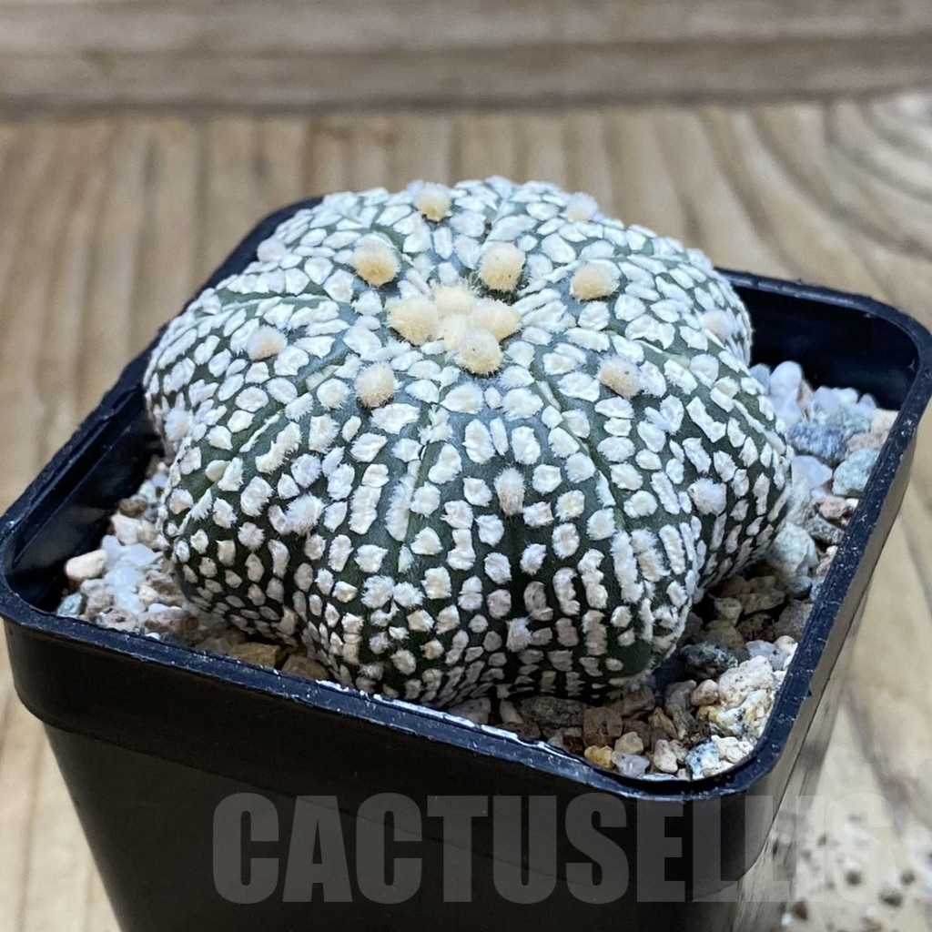 SH20851 Astrophytum asterias ‘Star Shape’ - Image 2