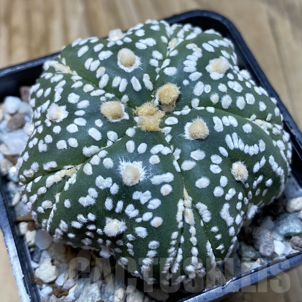 SH20852 Astrophytum asterias ‘Kikko Star Shape’ 5-ribs