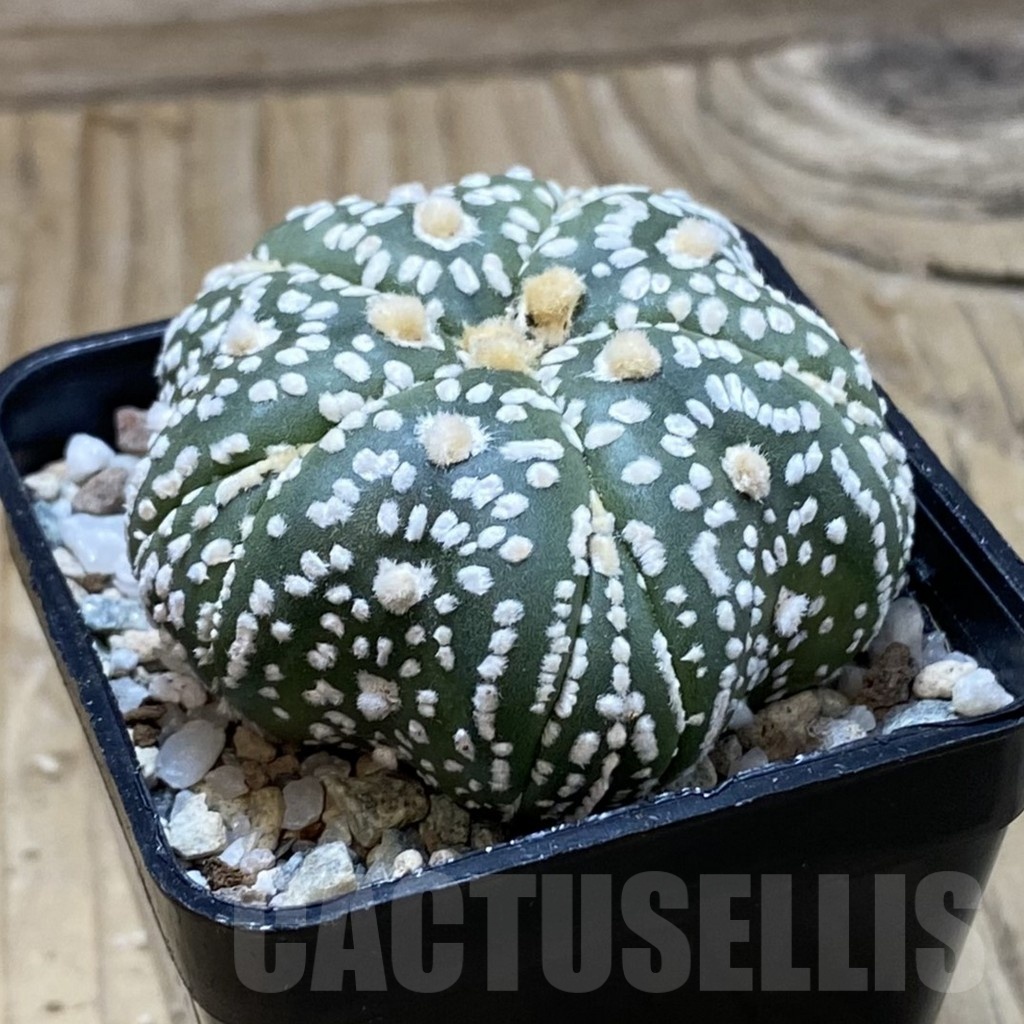 SH20852 Astrophytum asterias ‘Kikko Star Shape’ 5-ribs - Image 2