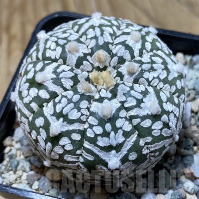 SH20856 Astrophytum asterias ‘Super Kabuto’ V-type