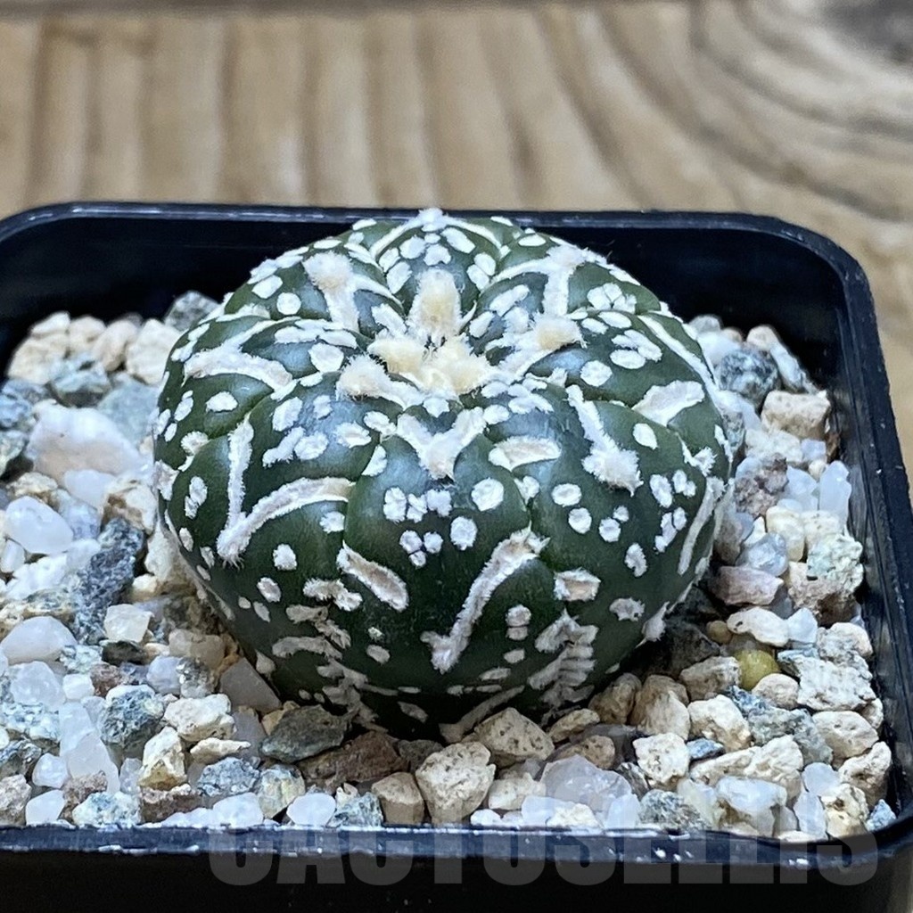 SH20863 Astrophytum asterias ‘Super Kabuto’ V-type f. nudum - Image 2