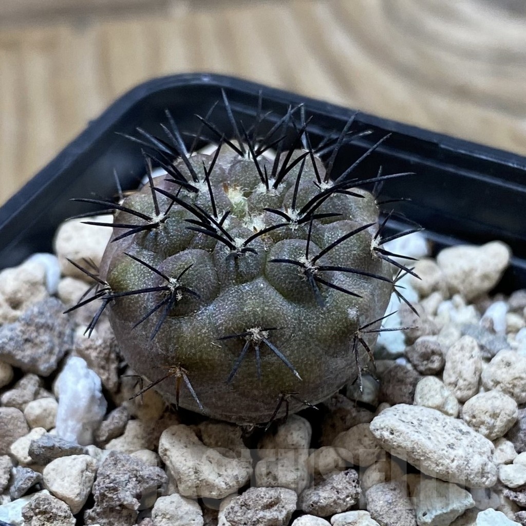 SH20803 Copiapoa longistaminea SL 23-24 - Image 2