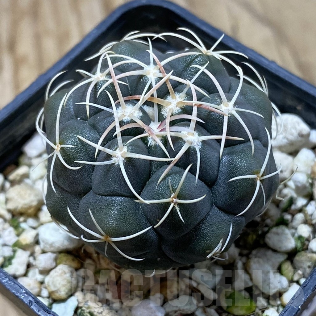 SH20808 Thelocactus hexaedrophorus -Rio Verde- 1100m
