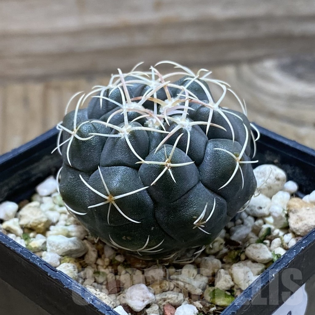SH20808 Thelocactus hexaedrophorus -Rio Verde- 1100m - Image 2
