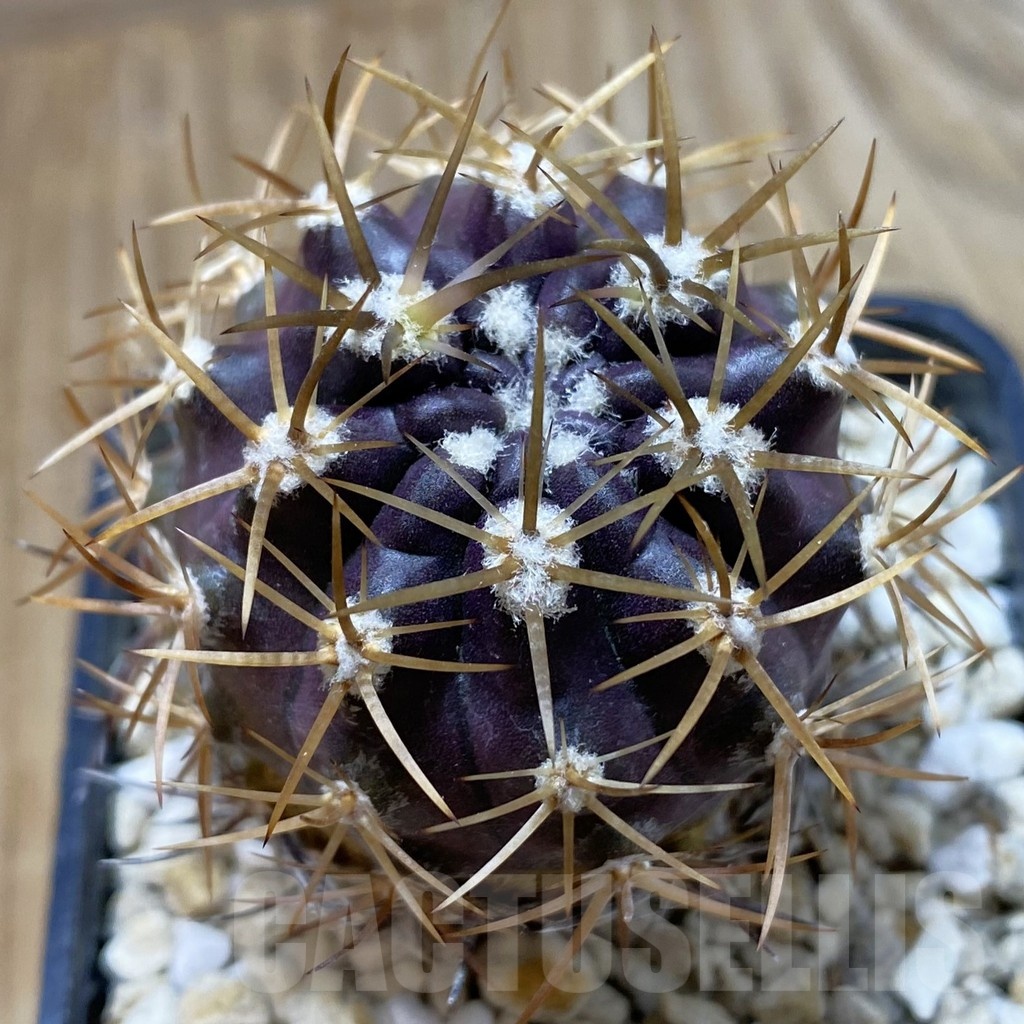 SH20797 Eriosyce curvispina, seedling