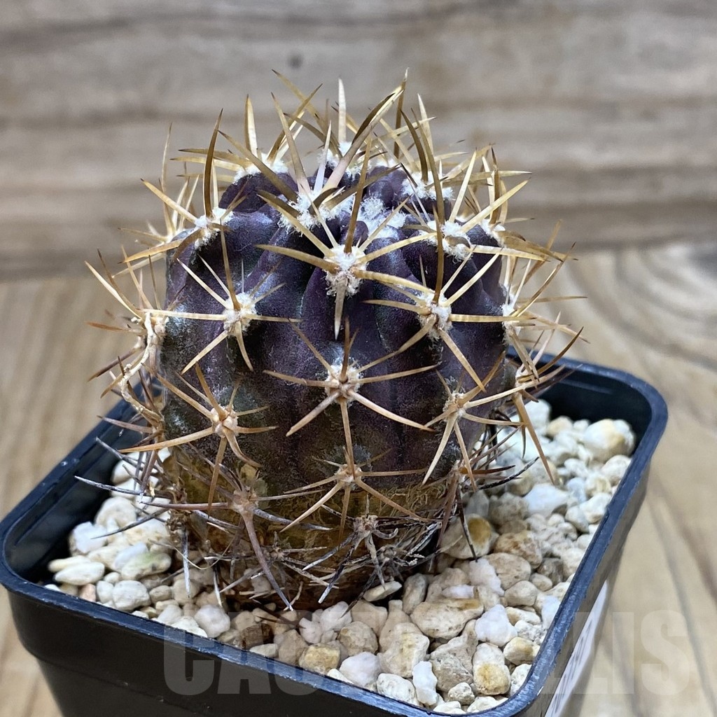 SH20797 Eriosyce curvispina, seedling - Image 2