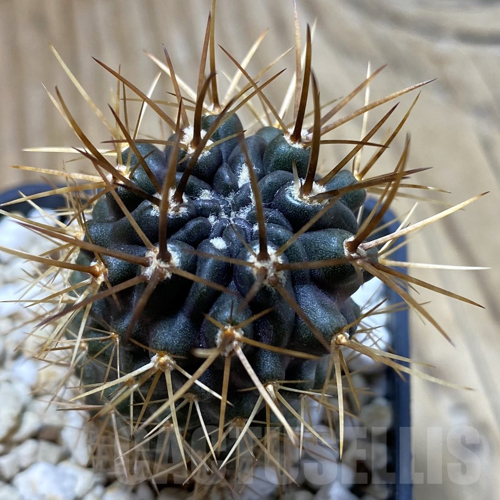 SH20798 Eriosyce curvispina, seedling