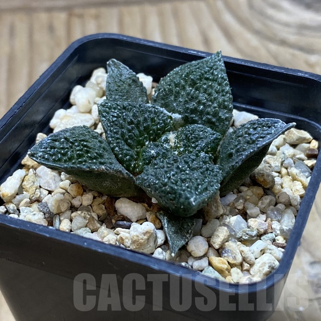 SH20822 Ariocarpus fissuratus 'Godzilla' hybrid, seedling - Image 2