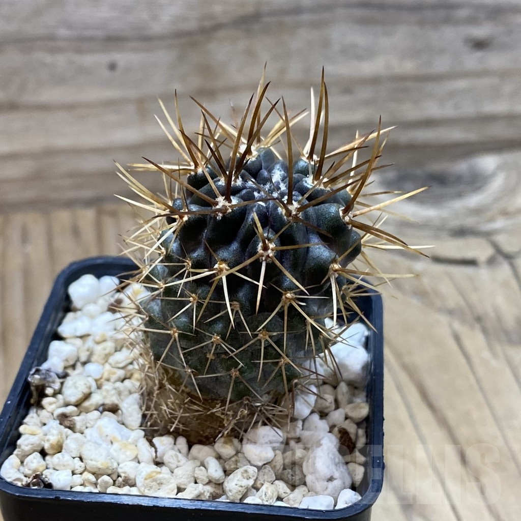 SH20798 Eriosyce curvispina, seedling - Image 2