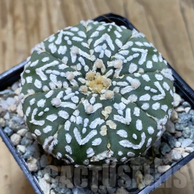 SH20970 Astrophytum asterias ‘Super Kabuto’ V-type