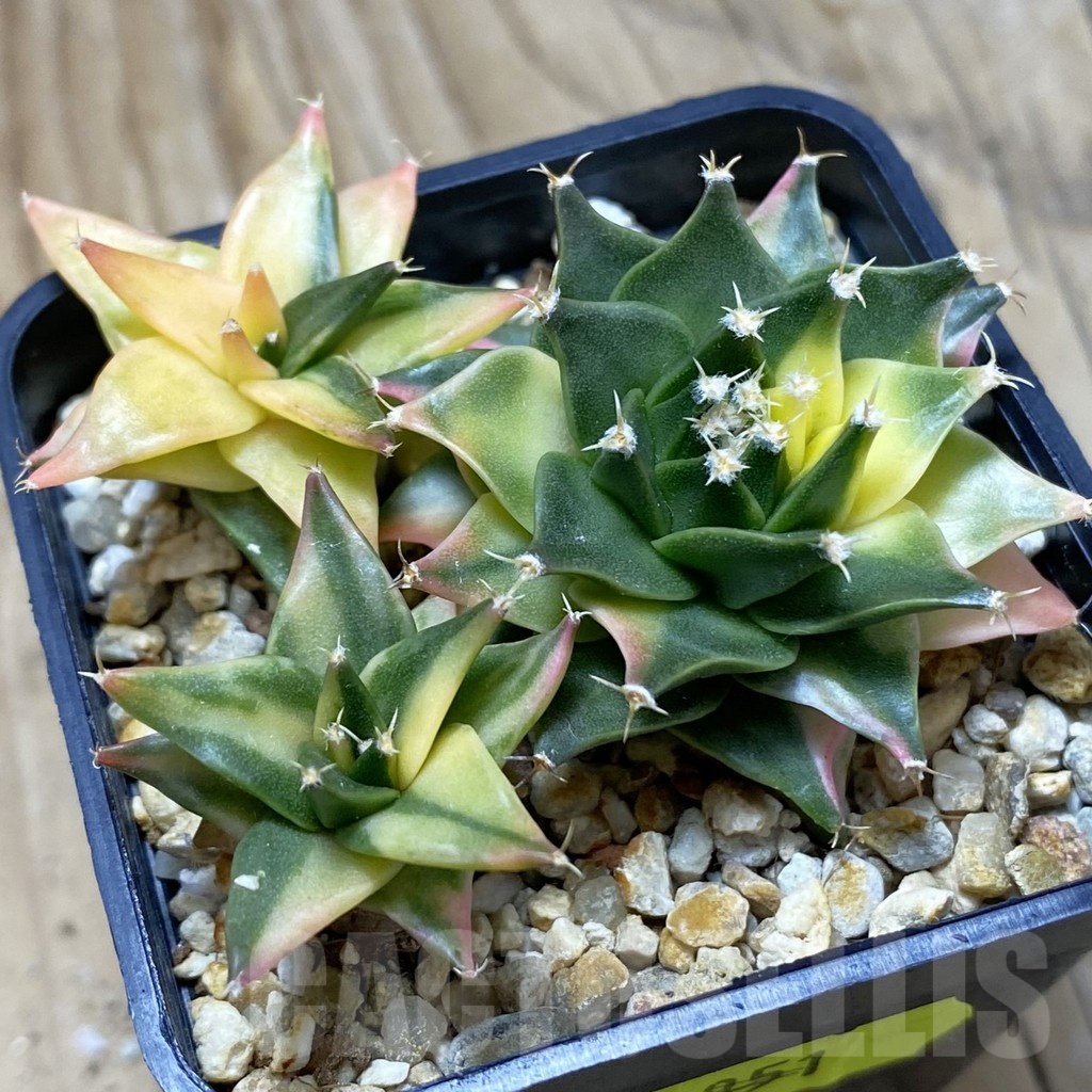 SH20973 Obregonia denegrii f. variegata, 3 plants
