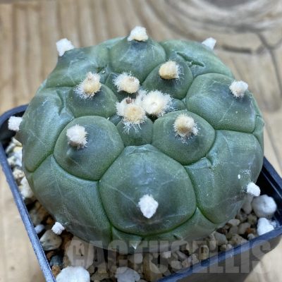 SH20974 Astrophytum asterias ‘Kikko’
