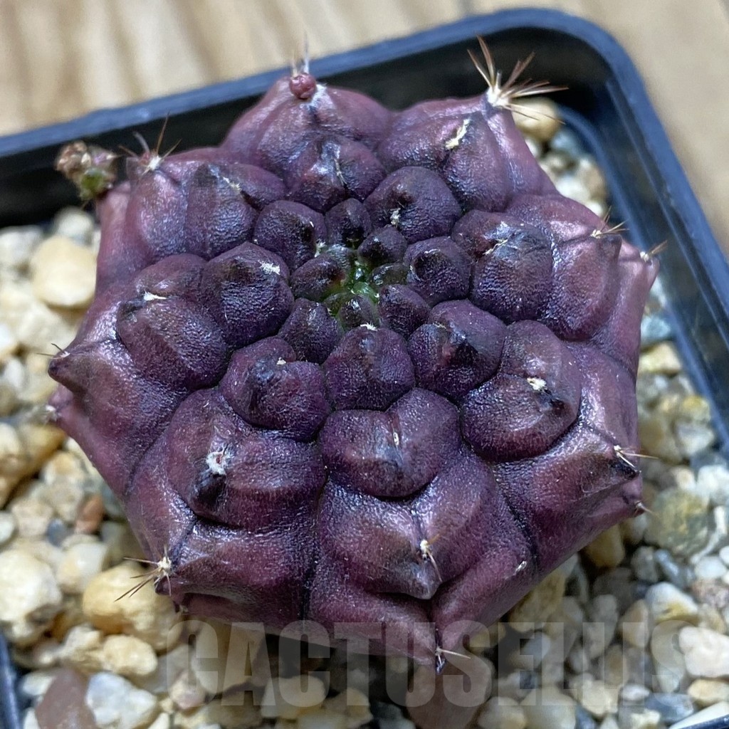 SH20977 Gymnocalycium mihanovichii 'Day Dream', seedling