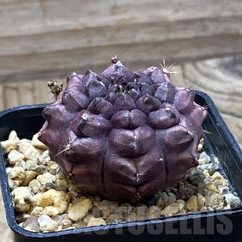 SH20977 Gymnocalycium mihanovichii 'Day Dream', seedling - Image 2