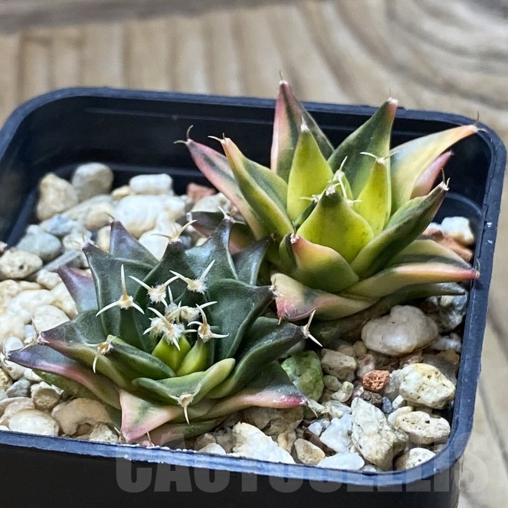 SH20981 Obregonia denegrii f. variegata, 2 plants - Image 2
