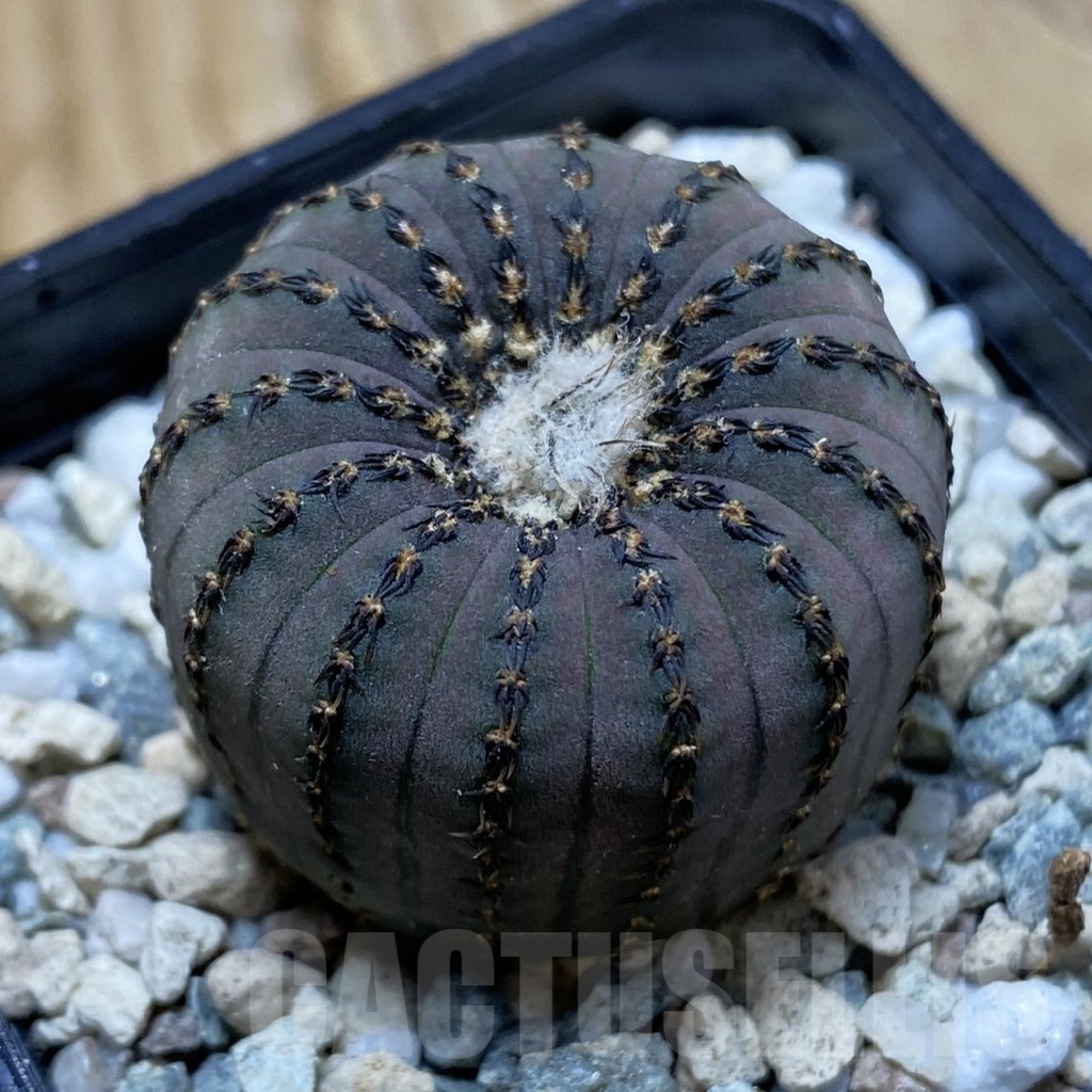 SH20941 Frailea asterioides